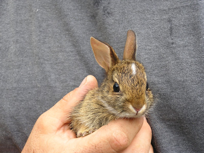 babybunny1.jpg